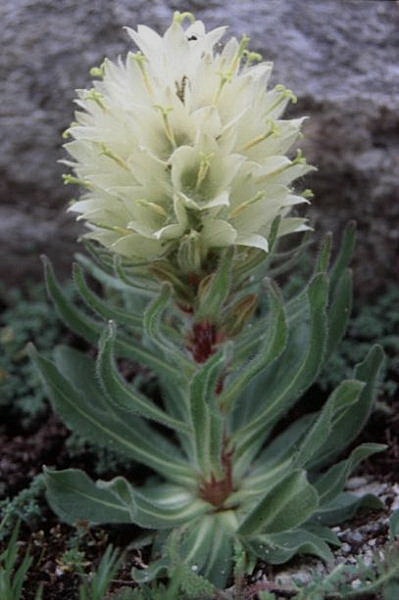 Campanula thyrsoides / Campanula gialla